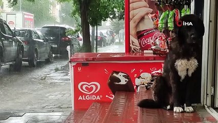 Ardahan'da etkili olan sağanak zor anlar yaşattı