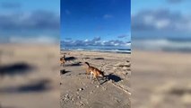 Plajda vahşi köpek saldırısı! Dehşet anları kamerada
