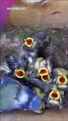 Dazzling Wild Birds