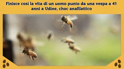 Finisce così la vita di un uomo punto da una vespa a 41 anni a Udine, choc anafilattico