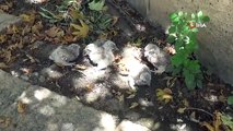 Annelerinin terk ettiği yavru baykuşlar koruma altına alındı