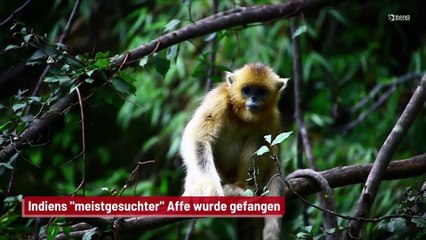 Indiens "meistgesuchter" Affe wurde gefangen