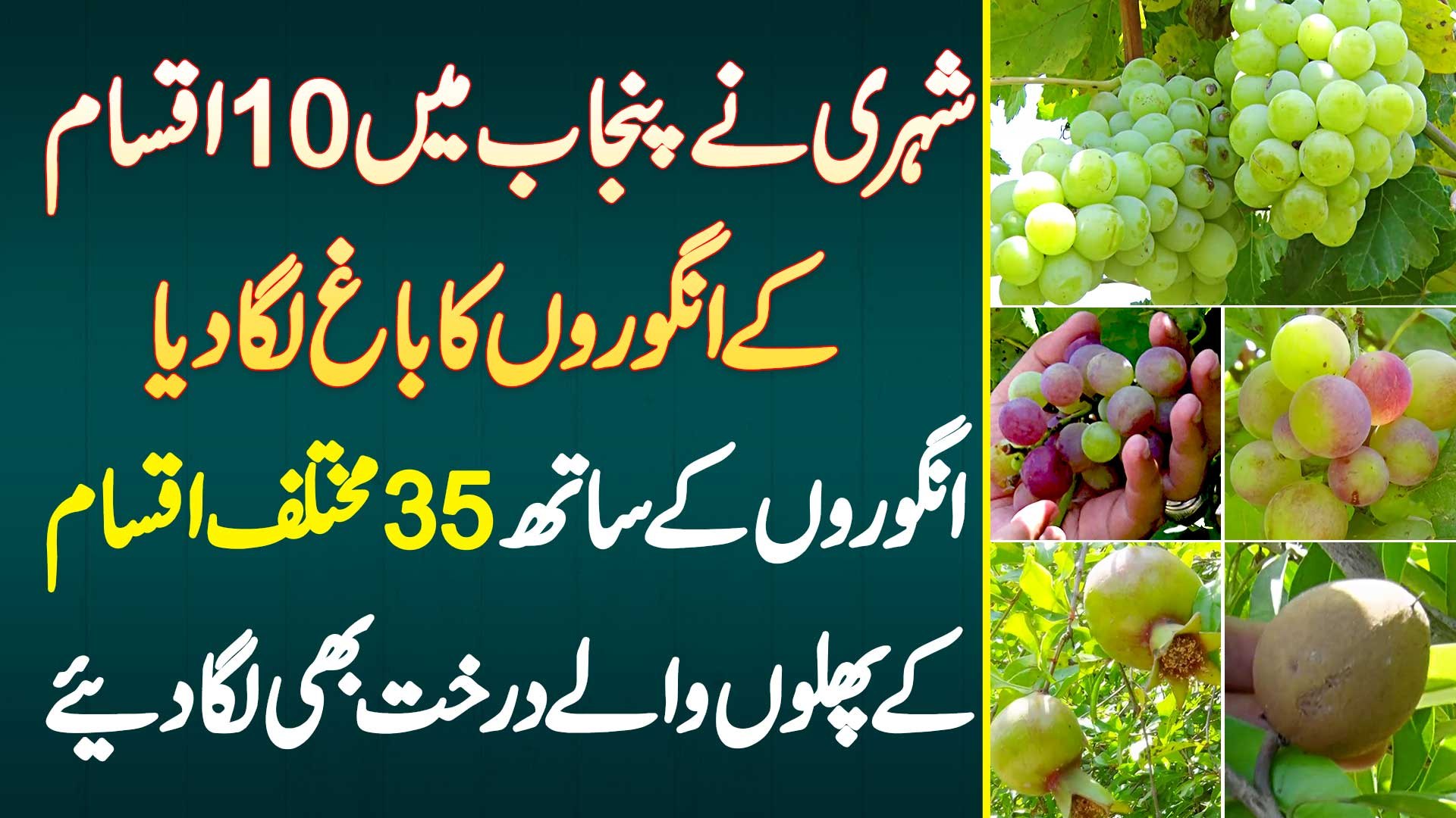 10 Health Benefits Of Grapes