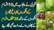 Shehri Ne Punjab Me 10 Types Ke Grapes Ka Garden Laga Dia - Grapes Ke Sath 35 Type K Fruits Laga Die