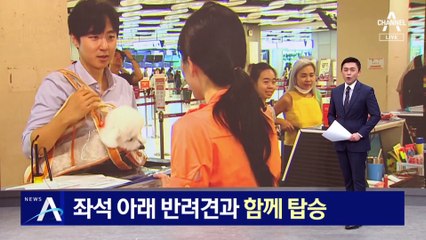 “반려견이랑 비행기 타요”…좌석 아래 함께 탑승