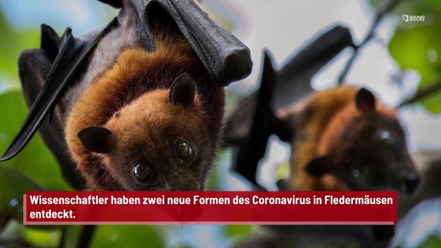 Wissenschaftler entdecken zwei neue Versionen des Coronavirus in Fledermäusen