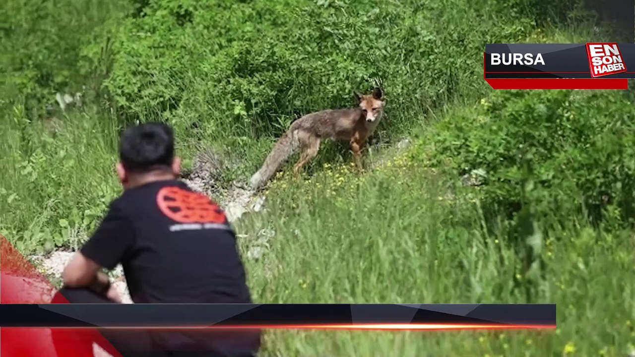 Uludağ yolu kenarındaki tilki yavrusunu ziyaretçiler besliyor
