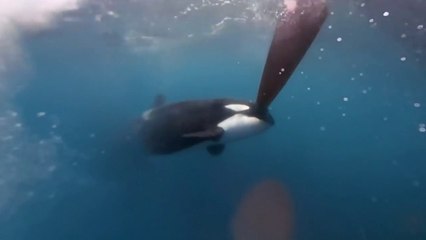 Un grupo de orcas atacan a dos embarcaciones de la flota de The Ocean Race