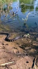 Snake Attempts to Eat Frog