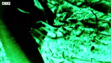 Lion Blocking Road to Attack the Vehicle   ATP Earth