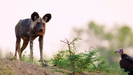 Impossible Moments Prey  escape Crazy Wild Dogs Attack
