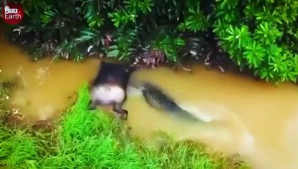 Lucky Buffalo Escaped Death when Attacked by Crocodile But What Happen Next