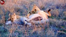 Aghast! Lion Attack Biggest Antelope on The Grasslands of Africa