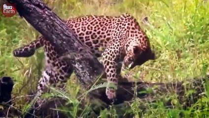 Leopard Face to Face Elephant - Wild Animal Life