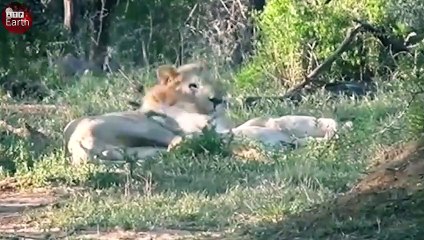 Male Lions Take Down Rhino