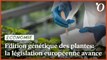 Edition génétique des plantes: la législation européenne avance
