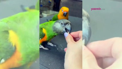 Konuşma yeteneğine bir de taklayı ekledi! Takla atan papağan yüzleri güldürdü