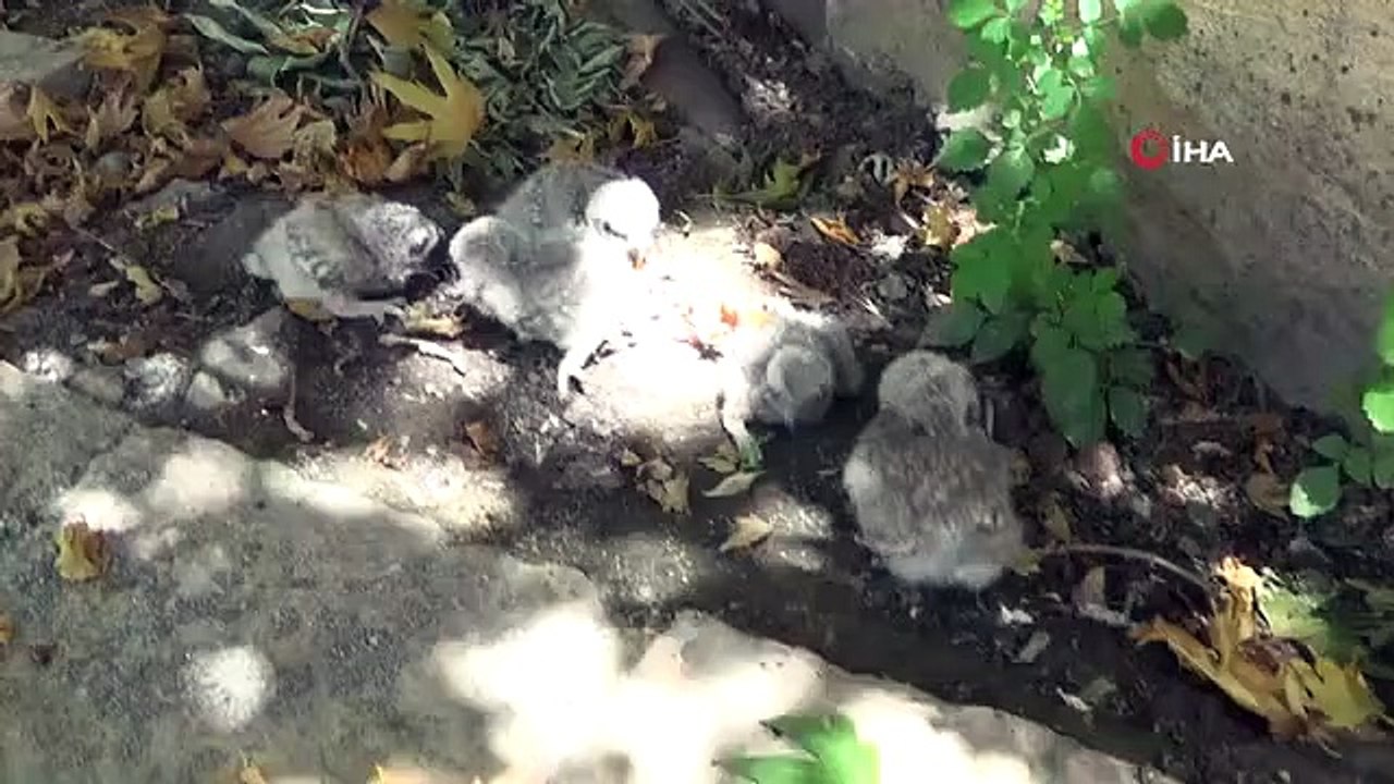 Les bébés hiboux abandonnés par leurs mères sont mis sous protection