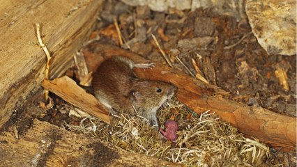 Hohes Infektionsrisiko: Warnung vor Hantavirus