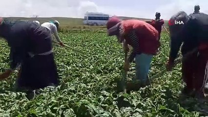Ouvrières agricoles au poste de production de betteraves