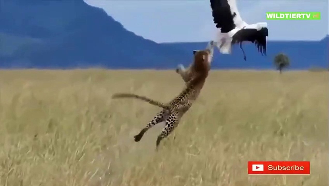Nie Zuvor Gefilmt! Leopard springt über 3 Meter Hoch um Adler zu Jagen!