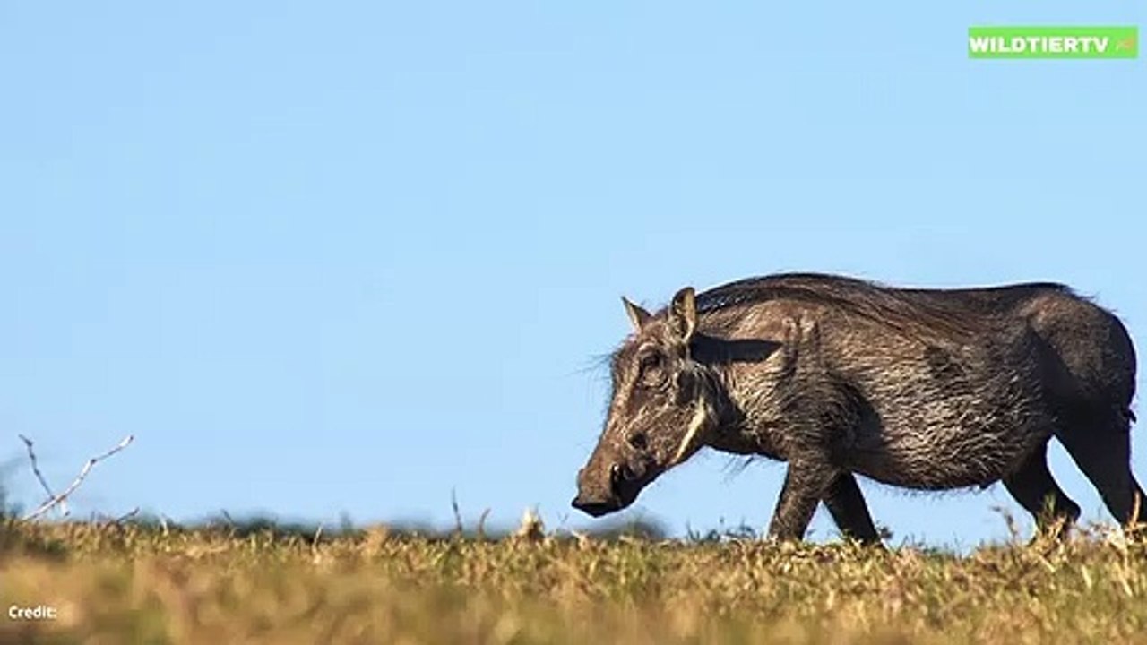 Warzenschwein wird in Falle gelockt! Riesen Krokodil Attackiert Warzenschwein!