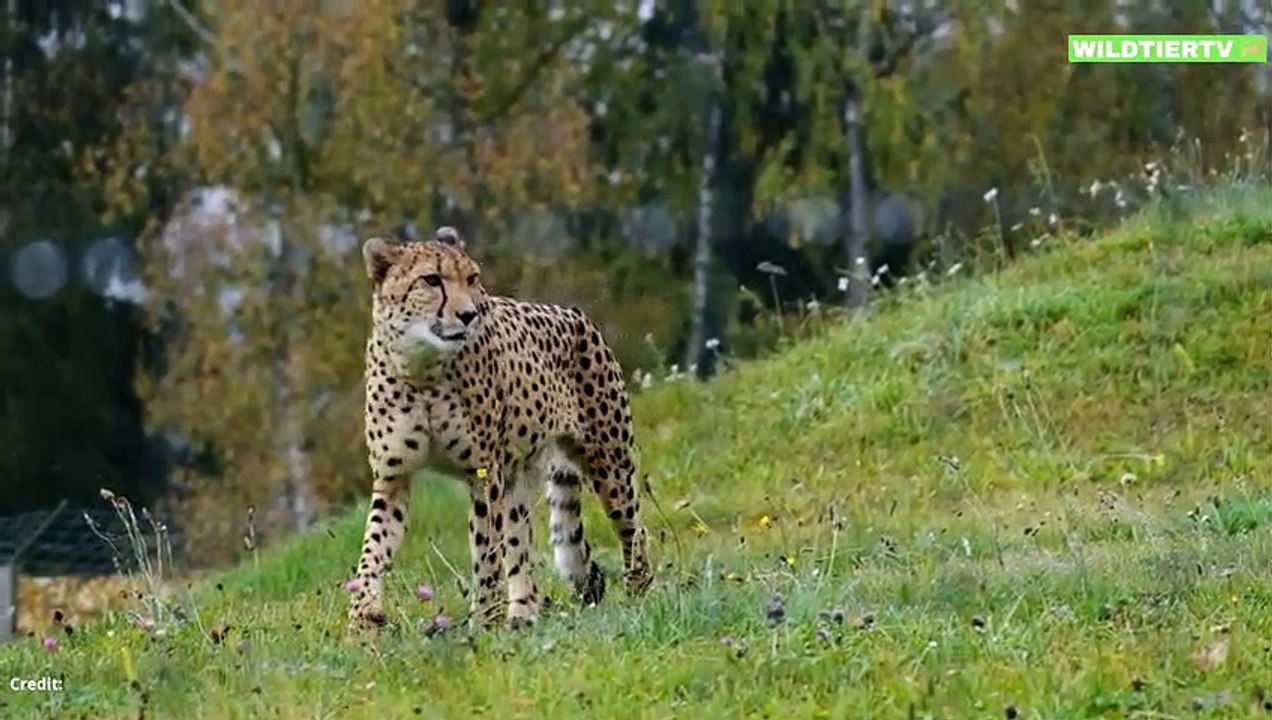 Seltene Aufnahme! Riesen Krokodil Attackiert Geparden beim Trinken!