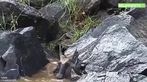 Unfassbare Aufnahme! Monster Krokodil Attackiert Gnu Baby welches zwischen Felsen feststeckt