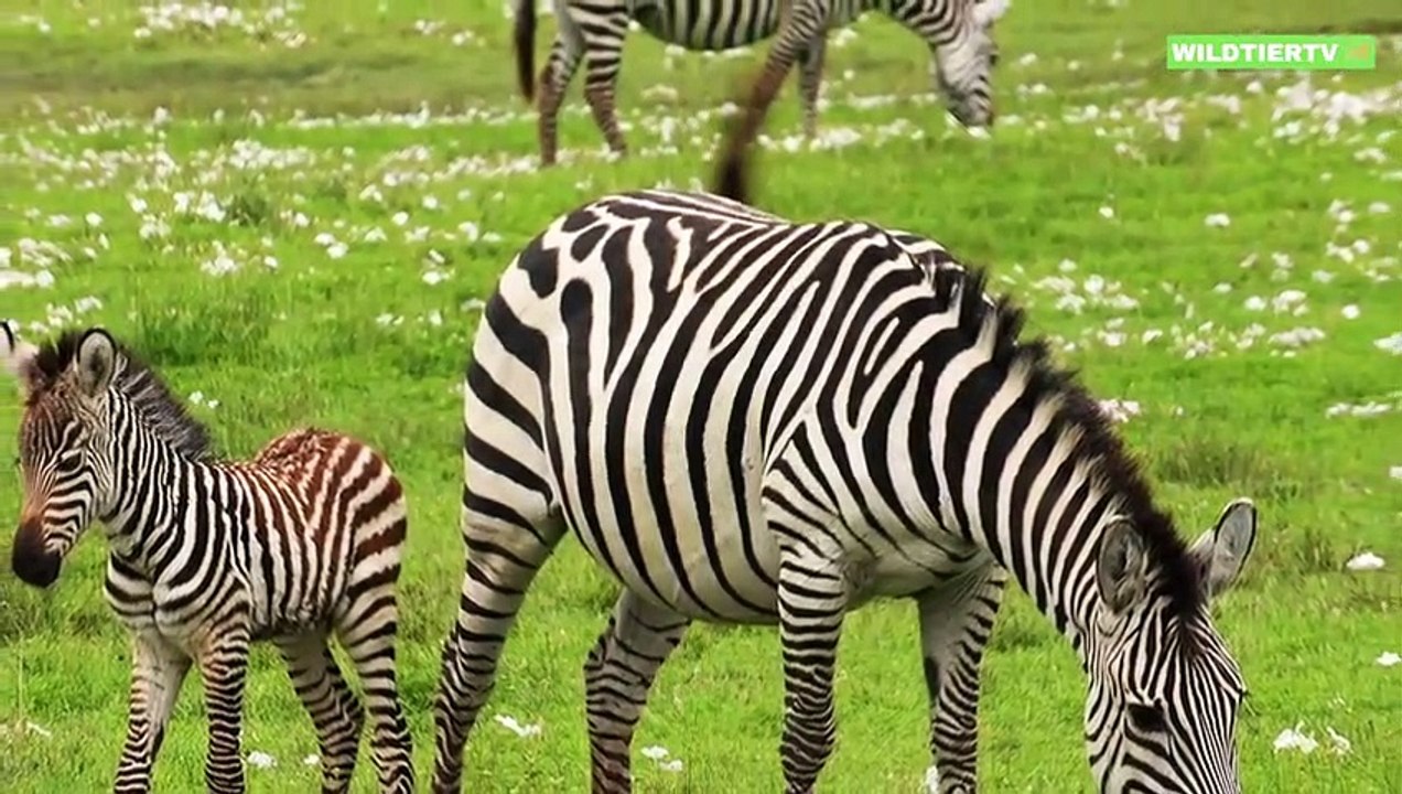 Monster Krokodil Attackiert aus dem nichts Zebra!