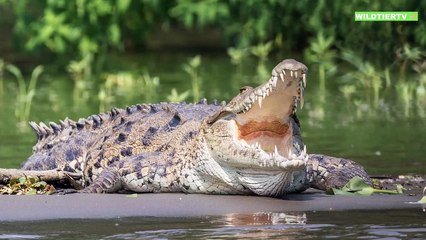 Bergkänguru wiegt sich in trügerischer Sicherheit! Gigantisches Krokodil Attackiert Bergkänguru!
