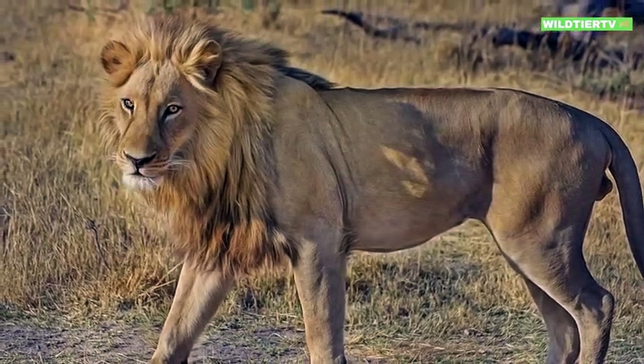Seltene Aufnahmen! Riesen Löwe attackiert und Frisst Geparden!