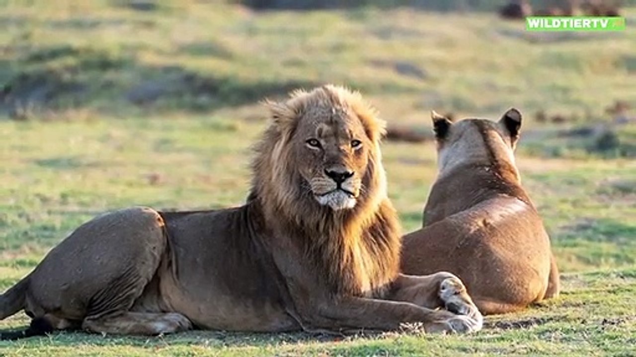 Zebra übersieht Löwen, Riesen Löwe Attackiert Zebra!