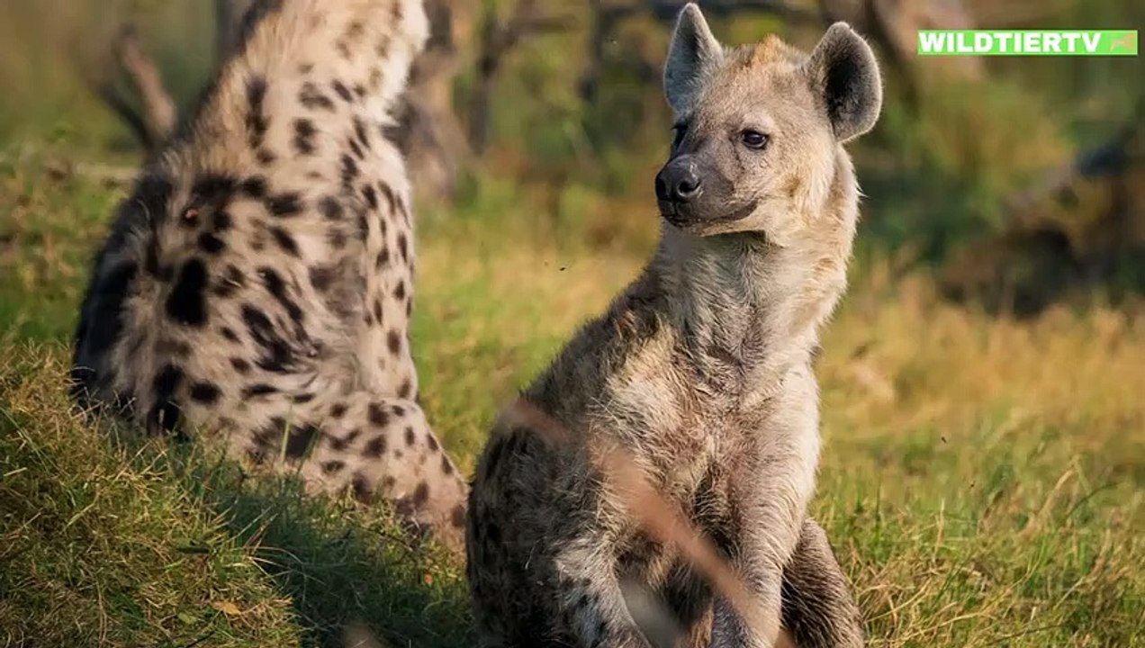 Hyäne Jagd in Löwen Revier, DAS wird ihr sofort zum Verhängnis!