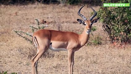Unglaublich Aufnahme! Hungrige LÖWIN Attackiert Flüchtende ANTILOPE!