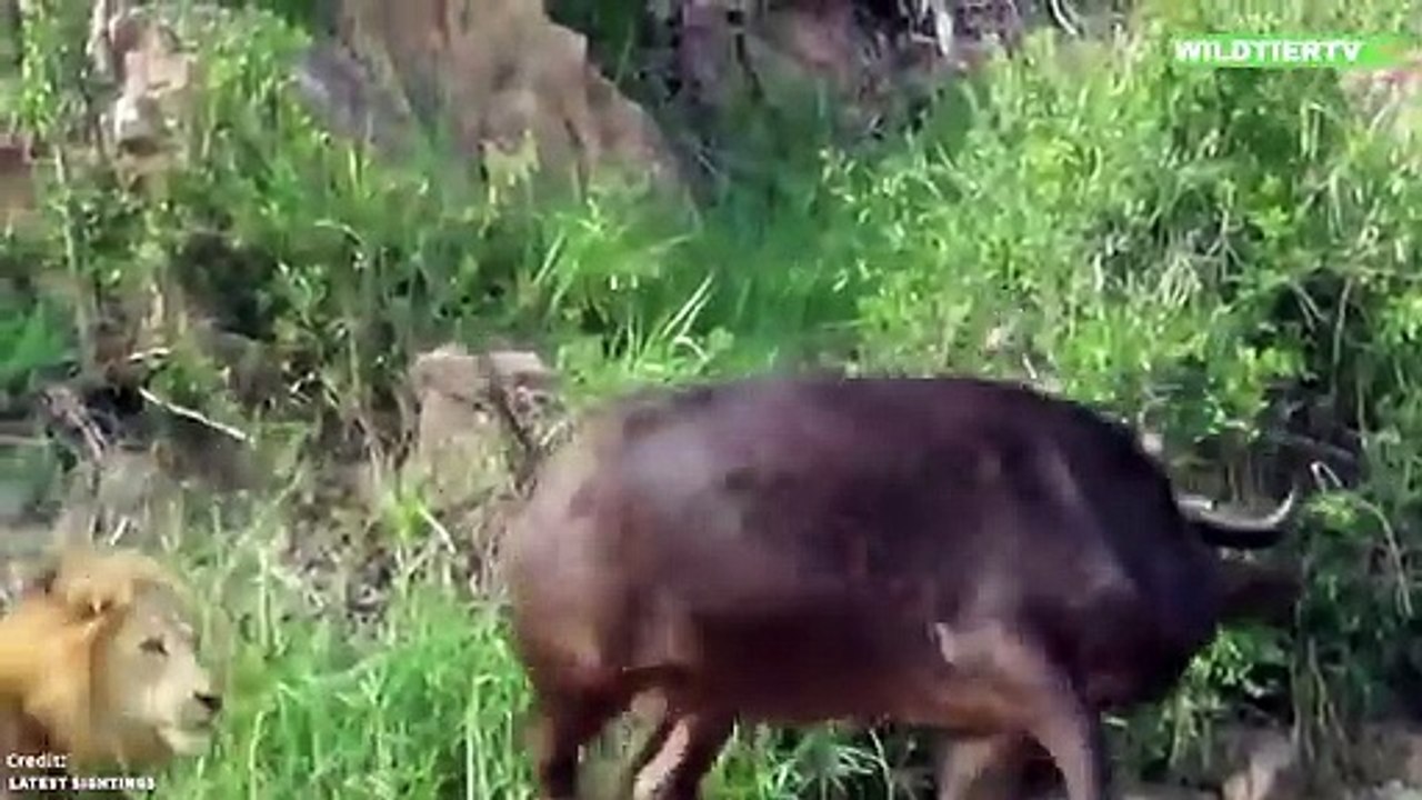 Löwe riskiert sein Leben um endlich Beute zu machen! LÖWE Vs BÜFFEL!