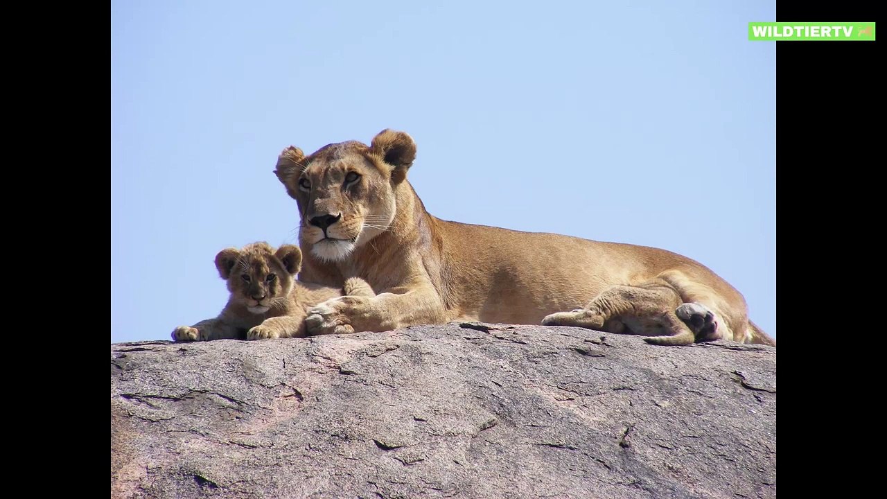 Unfassbare Aufnahmen! Riesen Löwin Attackiert Zebra aus dem Nichts!