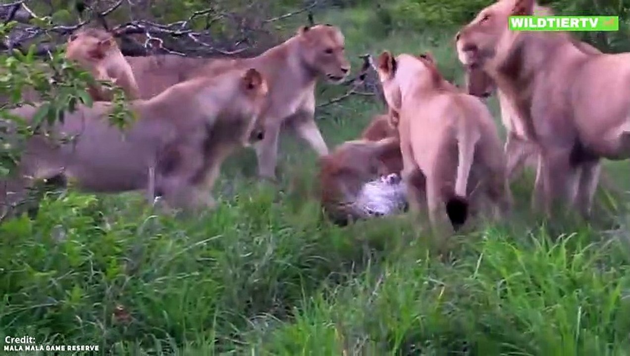 Selten Gefilmt! 12 Löwen Attackieren und Fressen Leopard!