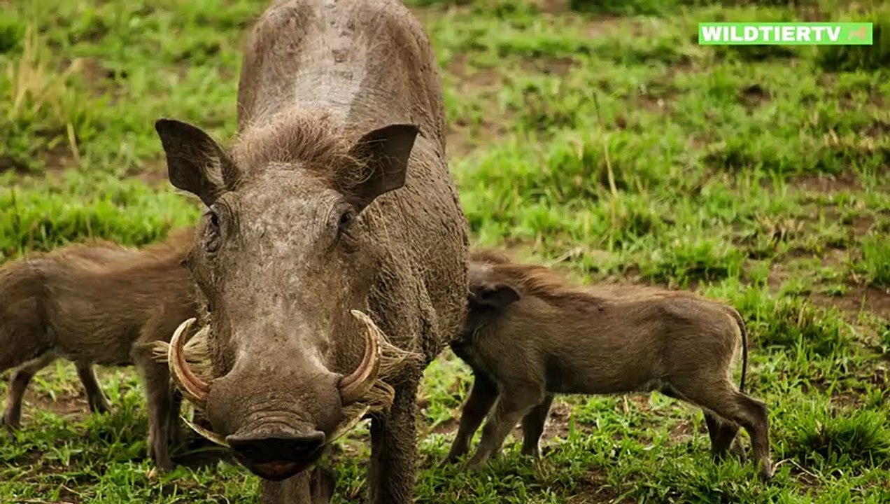 Riesen Löwe spielt Minutenlang mit Warzenschwein Baby, um es dann Doch zu fressen!