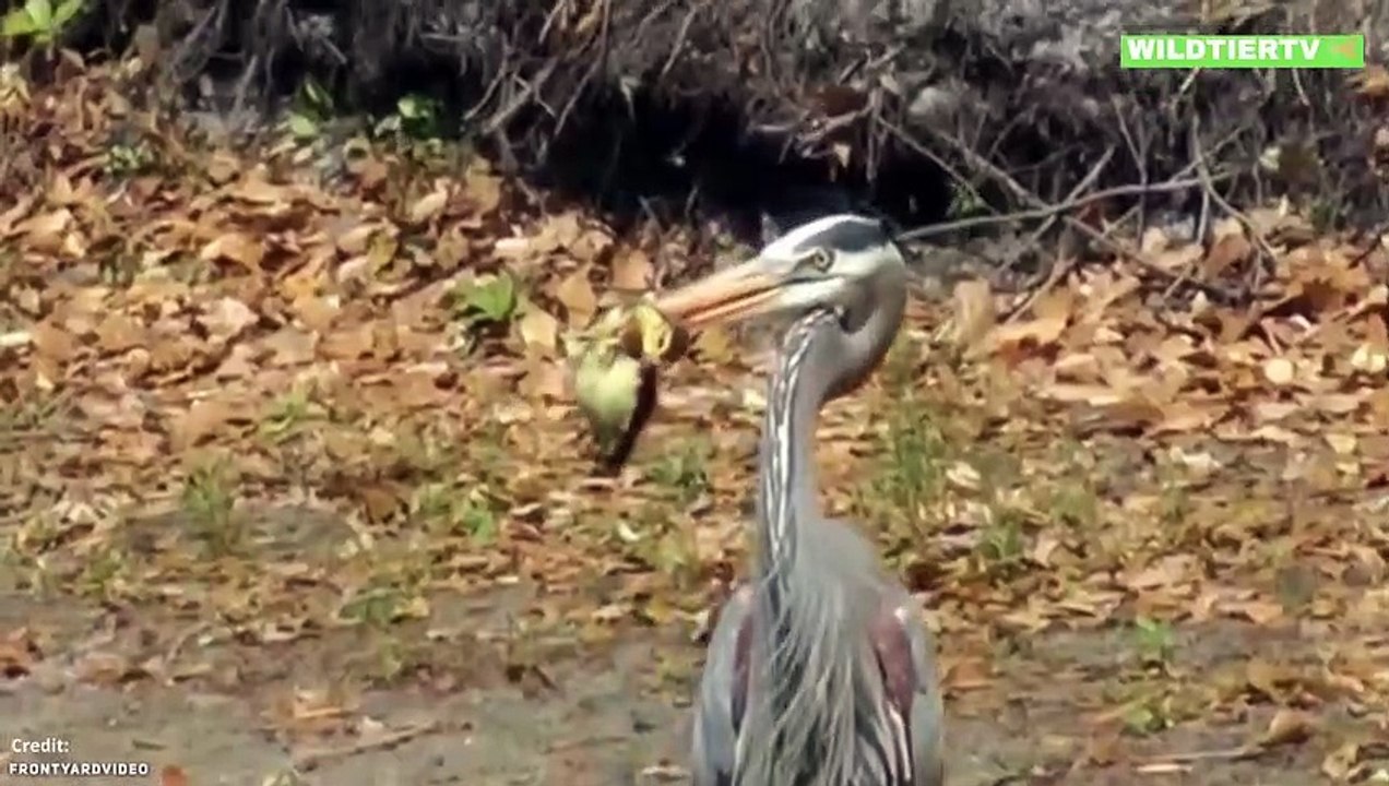 Seltene Aufnahme! Reiher verschlingt riesiges Entenküken!