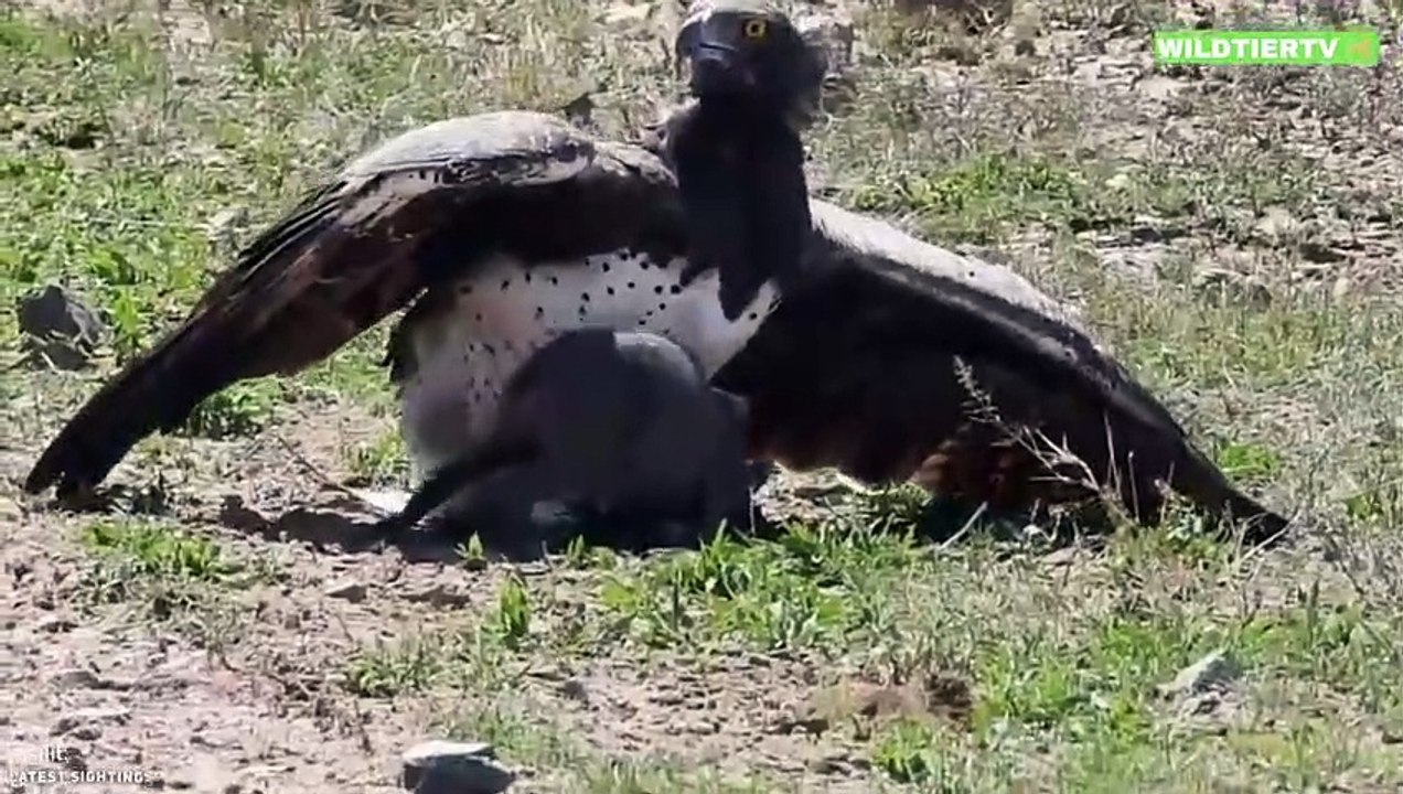 Unfassbar! Riesen Adler Attackiert und Frisst Warzenschwein Baby!