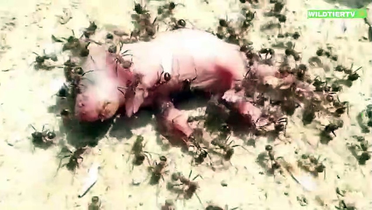 Unglaublich! Feuerameisen Attackieren und Fressen Ratten Babys!