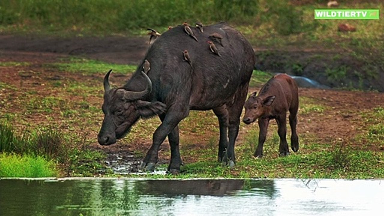 Büffel Mutter vergisst ihr Kalb, die Löwin lässt ihm keine Chance!