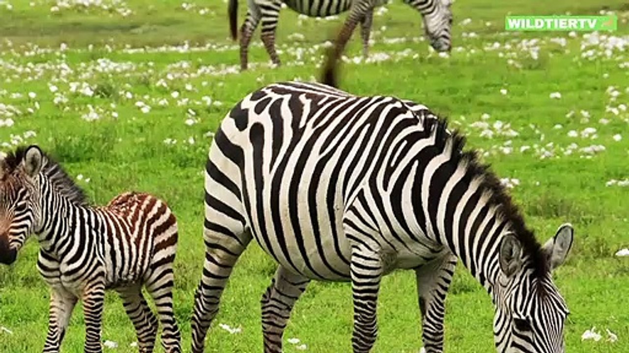 Unfassbar! Hyänen Attackieren Hochschwangeres Zebra und Fressen Ihr Baby!