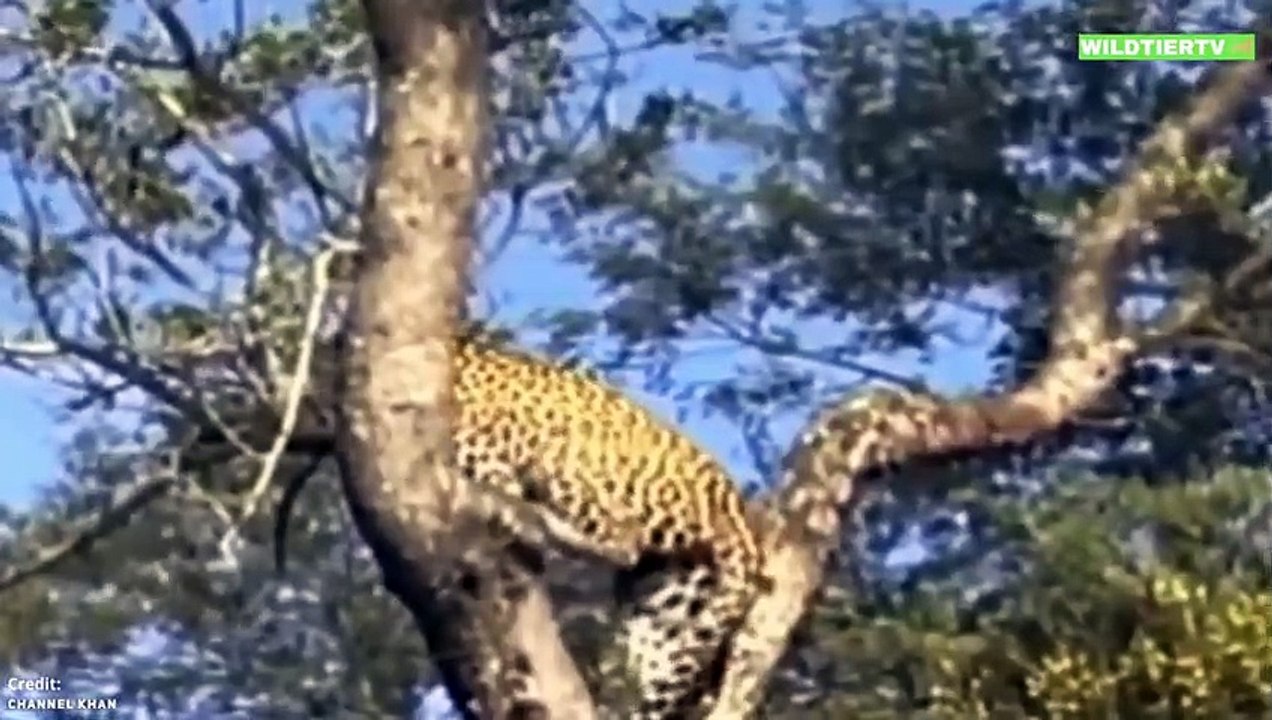 Seltenen Aufnahme! Leopard attackiert und Frisst Pavian Baby!