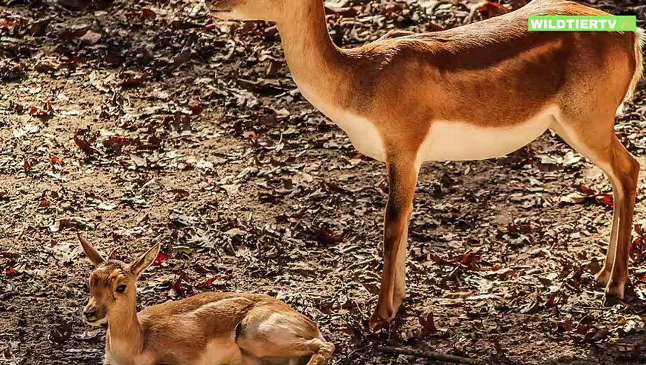 Seltene Aufnahme! Leopard spielt mit Antilopen Baby, wird es überleben