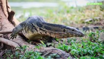 Komodowarane Attackieren und fressen Büffel Kalb! Seltene Aufnahmen!