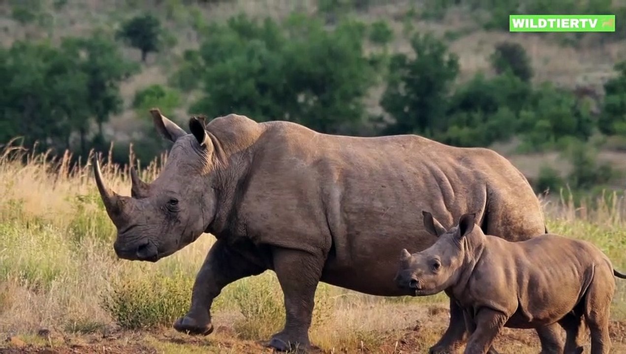 Nicht zu glauben, Nashorn attackiert Elefant! Nashorn vs Elefant