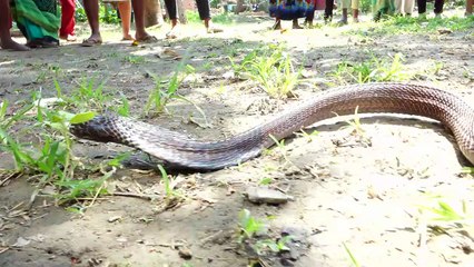Cobra Snake.How could a poisonous snake lay in such a condition in a house in this village after laying so many eggs!