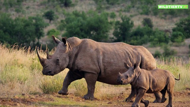 Unglaublicher Büffel Angriff auf Nashorn, Seltene Aufnahmen! Büffel Vs Nashorn