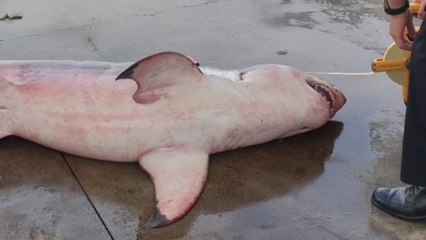 속초 앞바다서 '죠스' 백상아리 등 상어 잇단 발견...해경 "안전 주의" / YTN